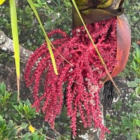 Loxococcus rupicola (Thwaites) H.Wendl. & Drude